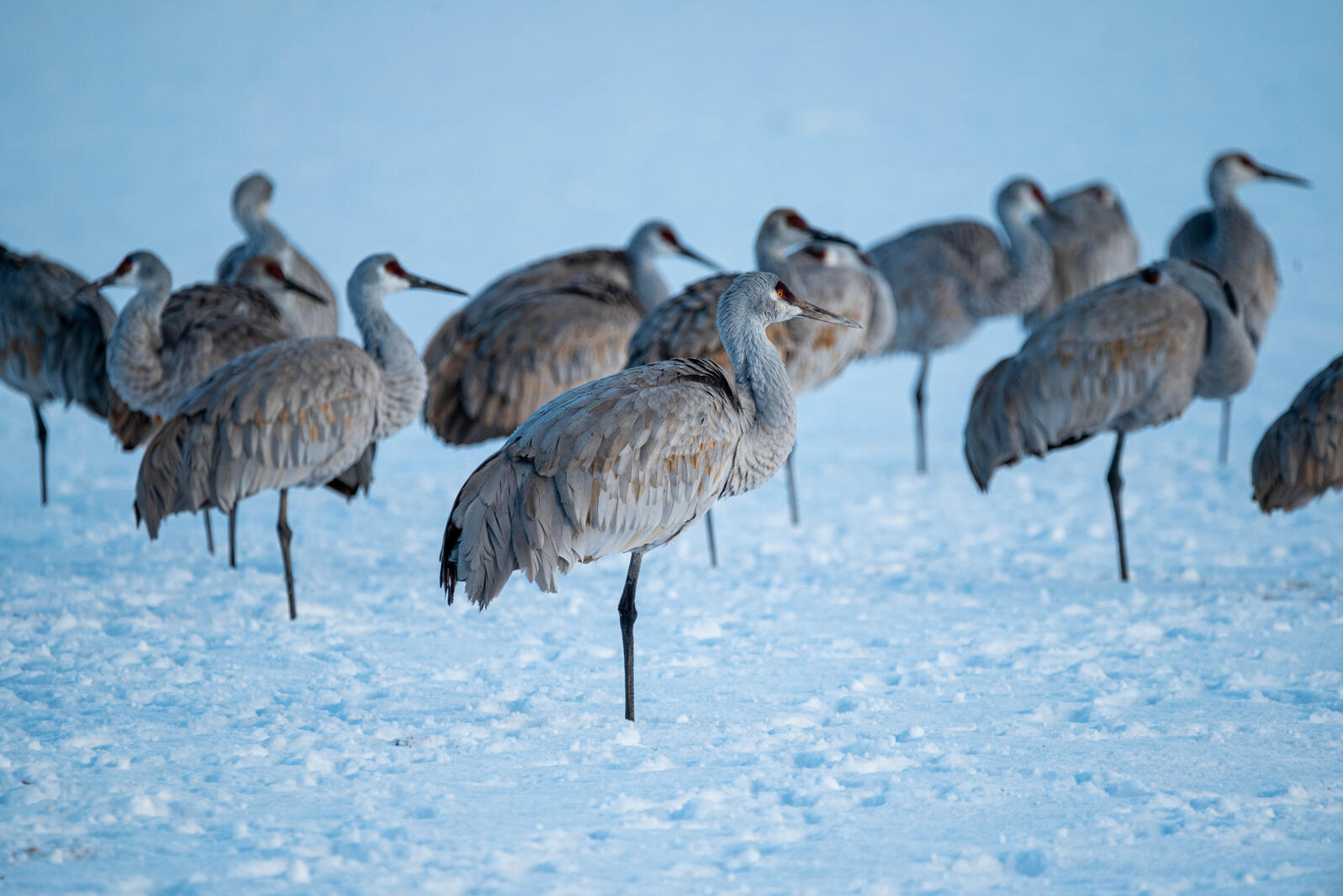 A group of Sandhill Cranes stand together, necks hunched and fluffed up in an attempt to stay warm on a field of snow.