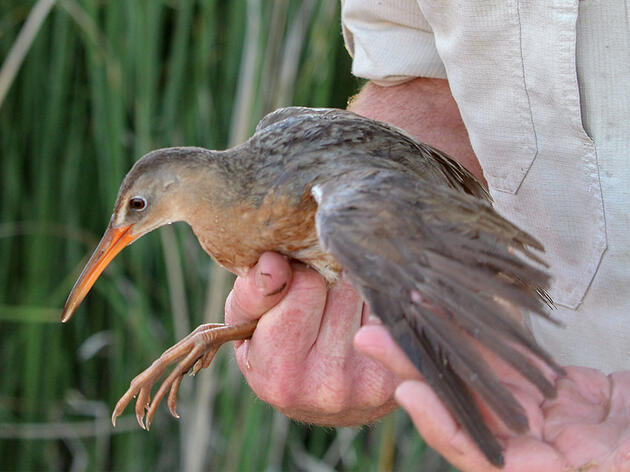 What It's Like to Catch and Band a Yuma Ridgway’s Rail
