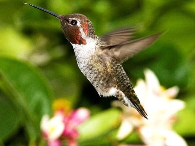 Fun Facts about Hummingbirds | Audubon 