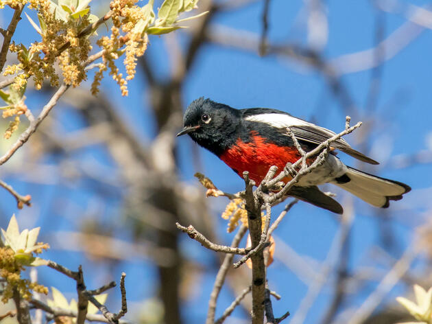 Climate Change Threatens Arizona’s Forest Birds