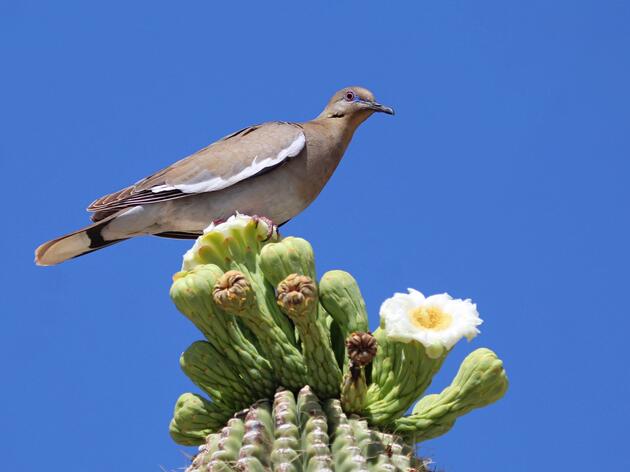 Audubon Southwest Bird of the Month: August