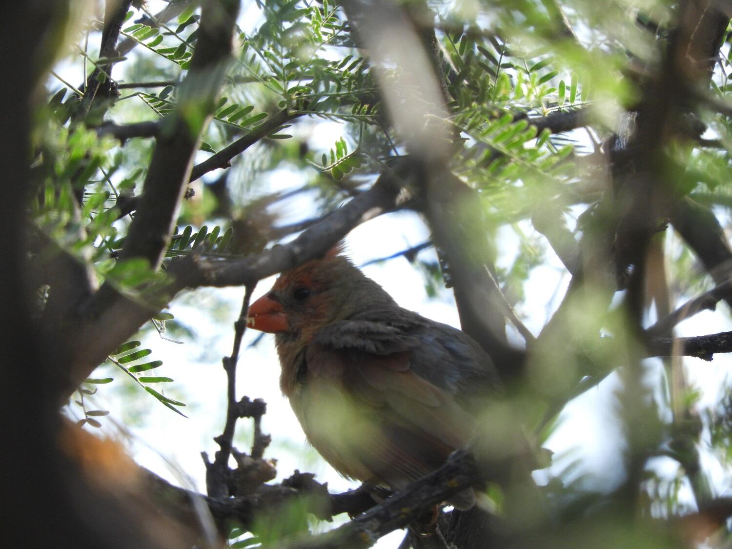 A female Northern Cardinal carefully watches Prescott Audubon surveyors during the 2018 Yellow-billed Cuckoo survey effort.