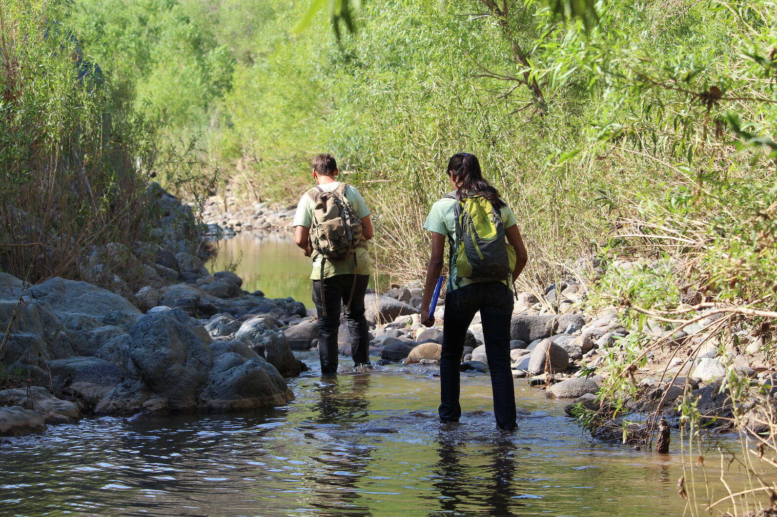 Two young interns walk upstream in ankle deep water as they approach a dense riparian area.