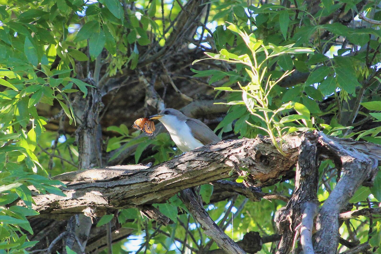 Yellow-billed Cuckoo with Queen Butterfly prey
