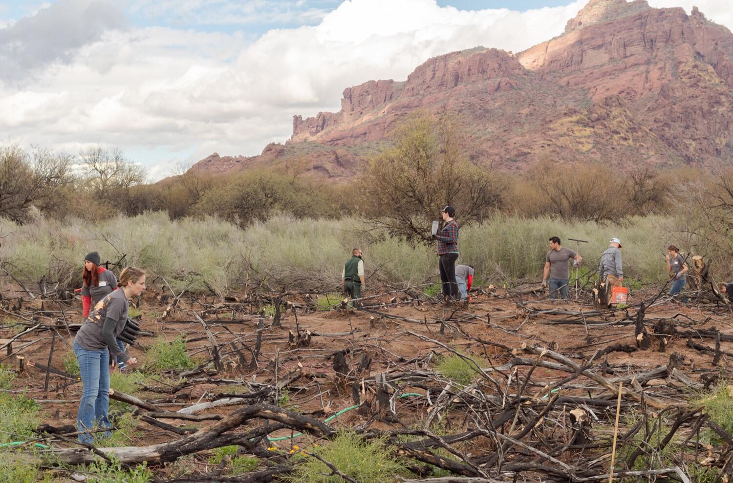 Volunteers clear burnt vegetation and plant new trees along the lower Salt River with Red Mountain in the background.