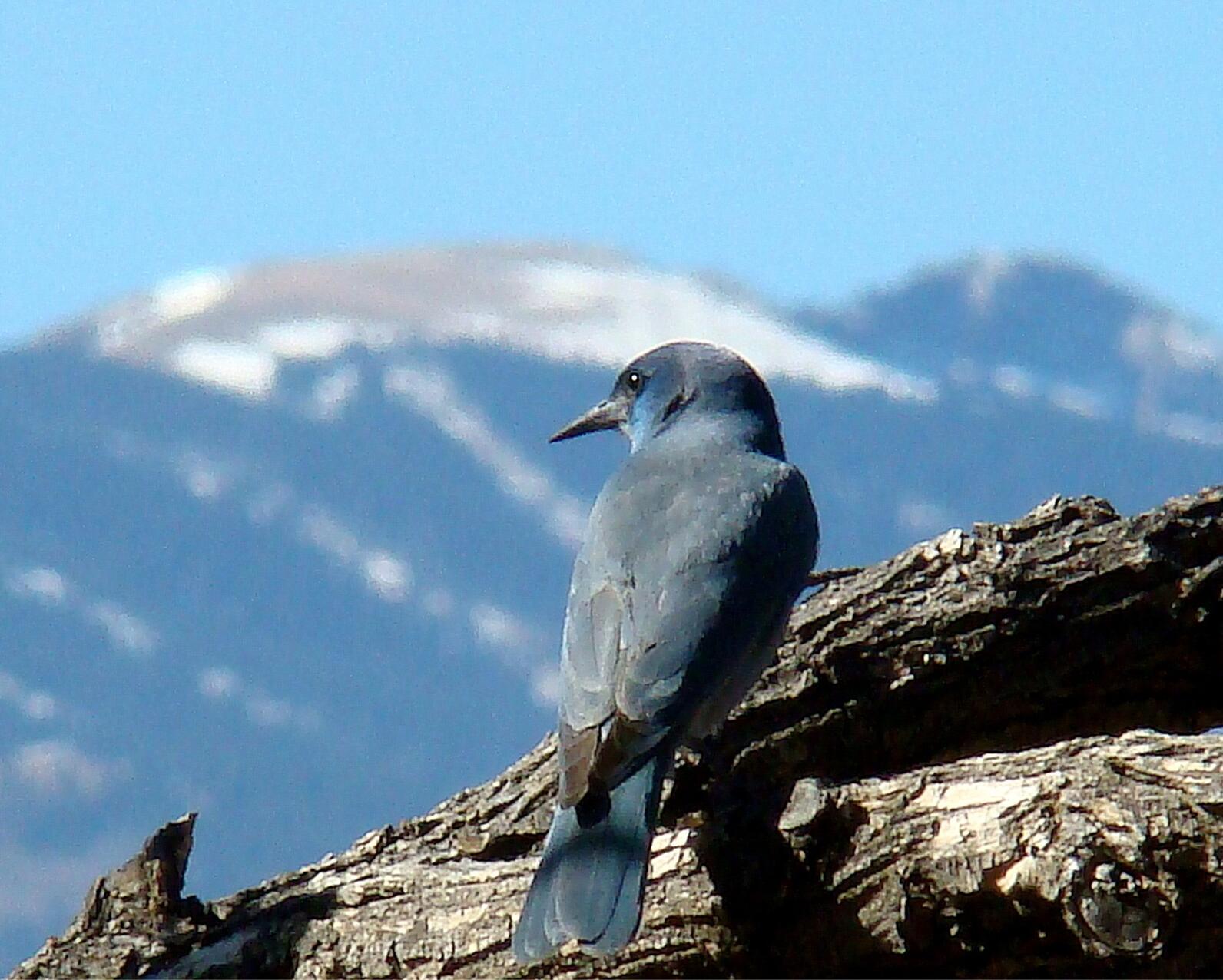 A Pinyon Jay, with its back to the camera and head turned so that its eye is visible, stands on a shaggy bare branch overlooking snow capped mountains against a blue sky.