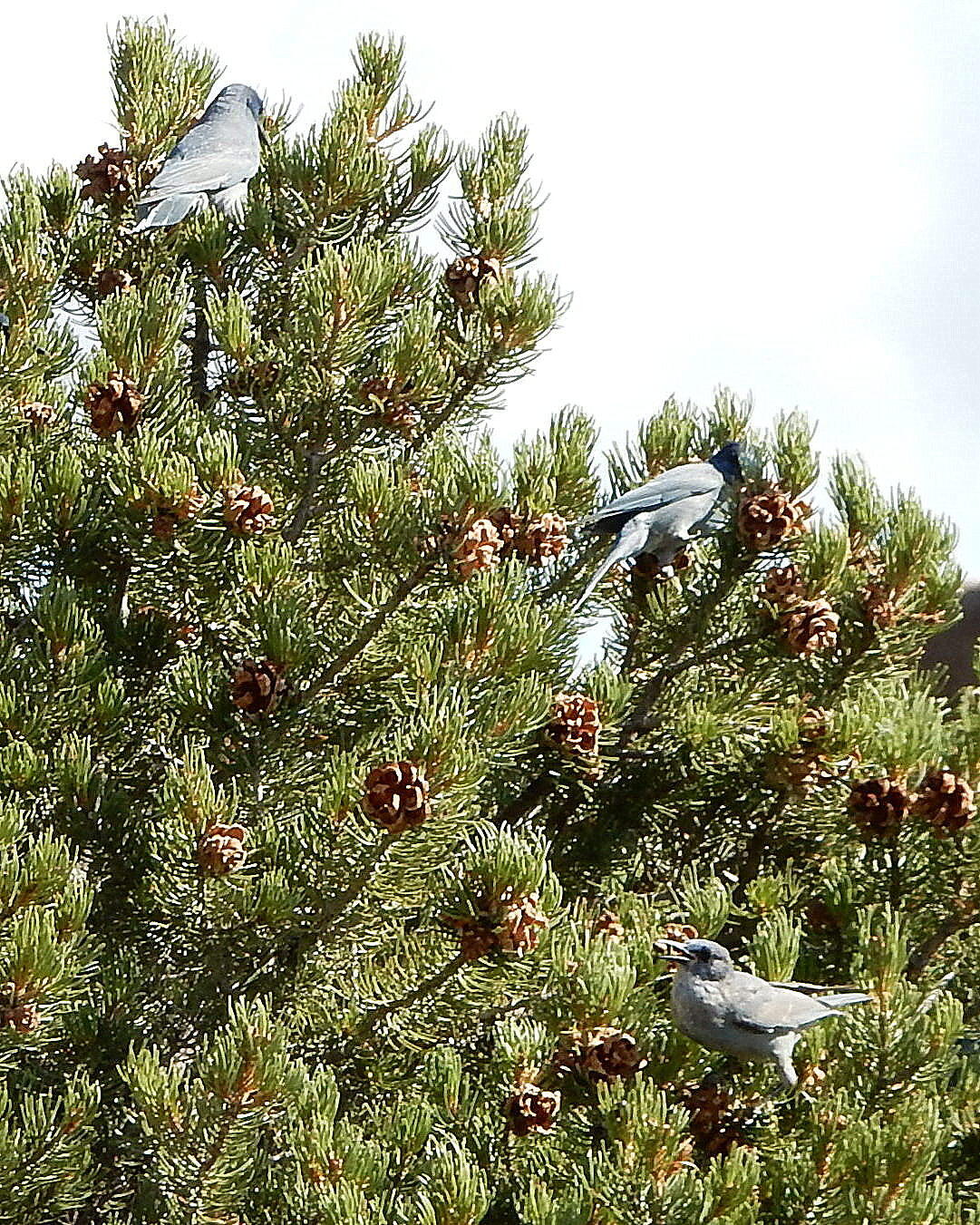 Three sky blue Pinyon Jays perch in a deep green Pinyon Pine heavy with cones.