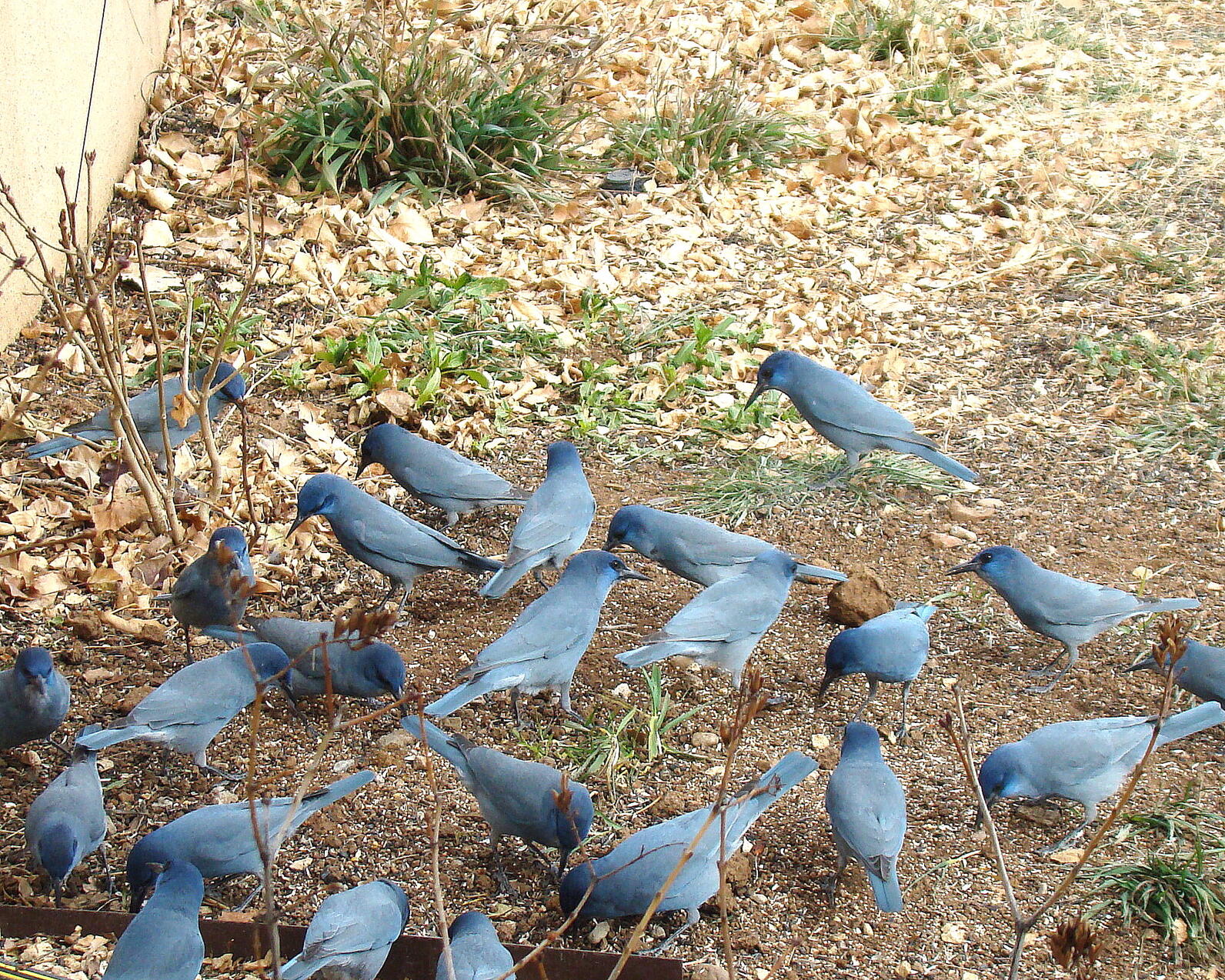 A group of about 20 Pinyon Jays stand in a tight cluster on the ground.  Several birds are leaned over foraging or stashing Pinyon seeds.