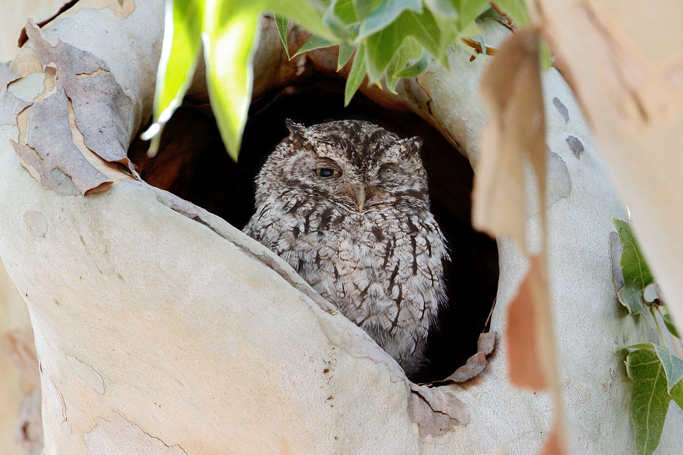A Whiskered Screech-Owl peers with sleepy eyes from a Sycamore cavity.