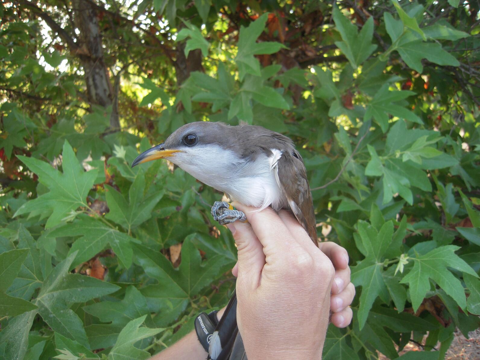 A Western Yellow-billed Cuckoo in a hand.