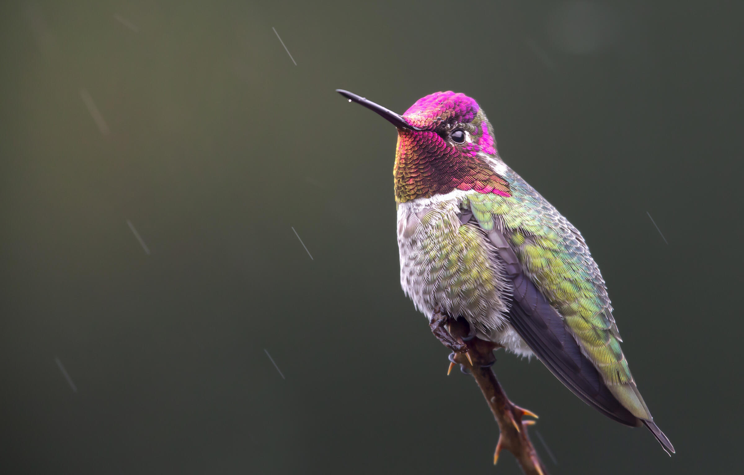 A male Anna's Hummingbird, with an iridescent pink throat, perches on a thorny branch in the rain.
