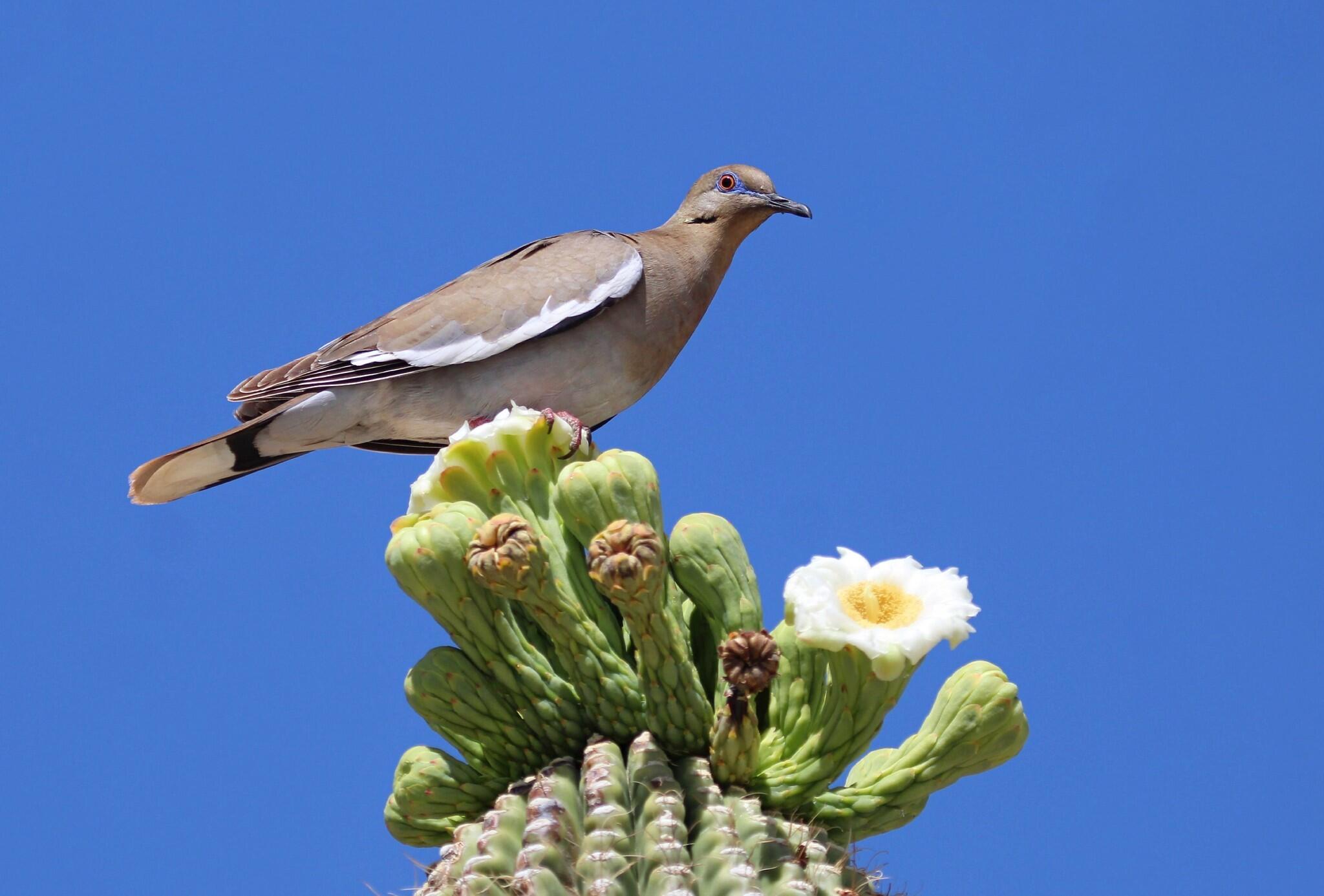 White-winged Dove perched on a Saguaro cactus
