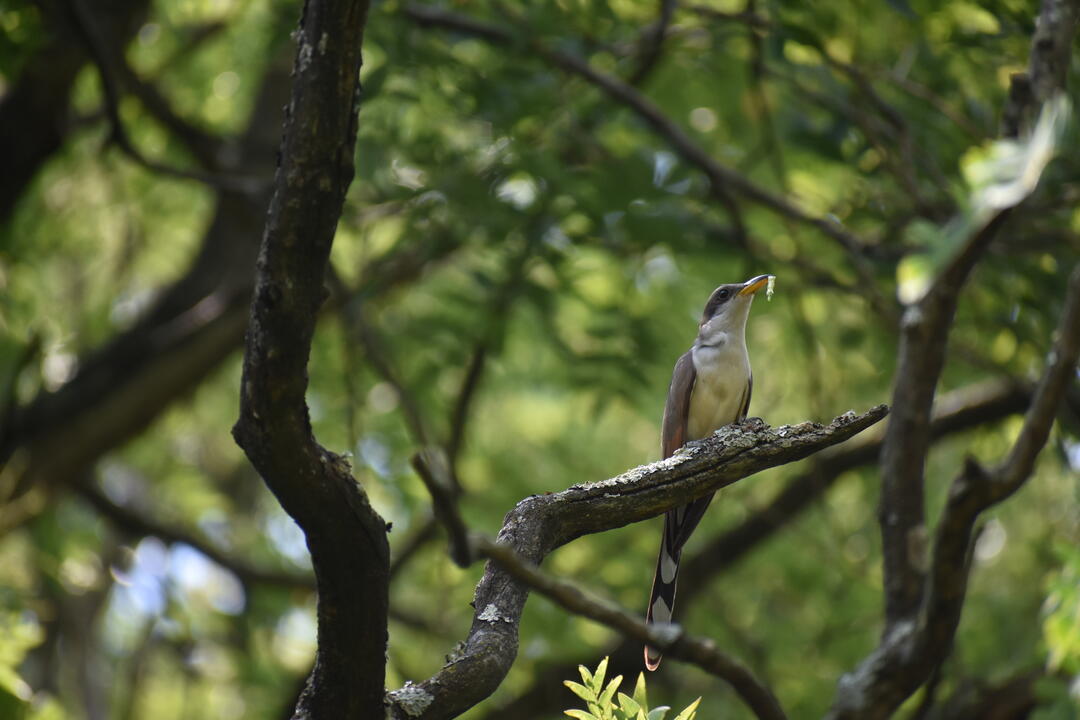 A Yellow-billed Cuckoo perches on a horizontal branch while holding a small green caterpillar in its bill.