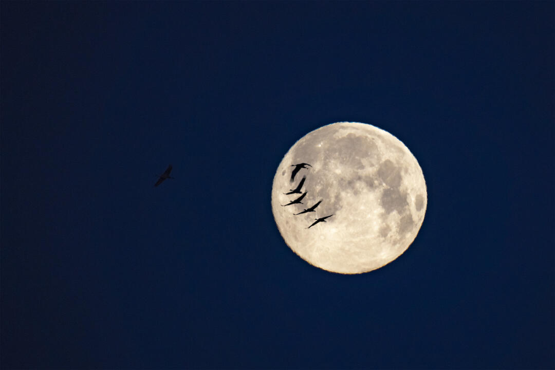 A group of six Sandhill Cranes fly across the night sky, five silhouetted by the moon and one, the one leading the group, against dark sky.