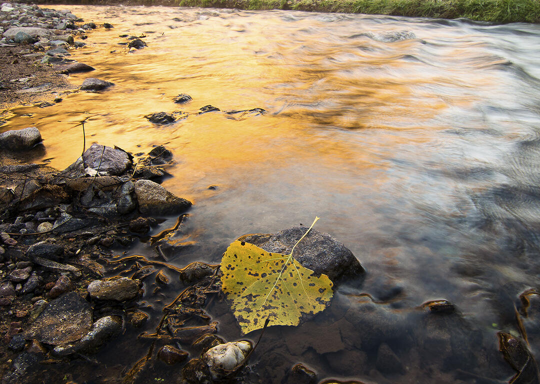 Fall-colored cottonwood leaf resting in water along a river's shorline.