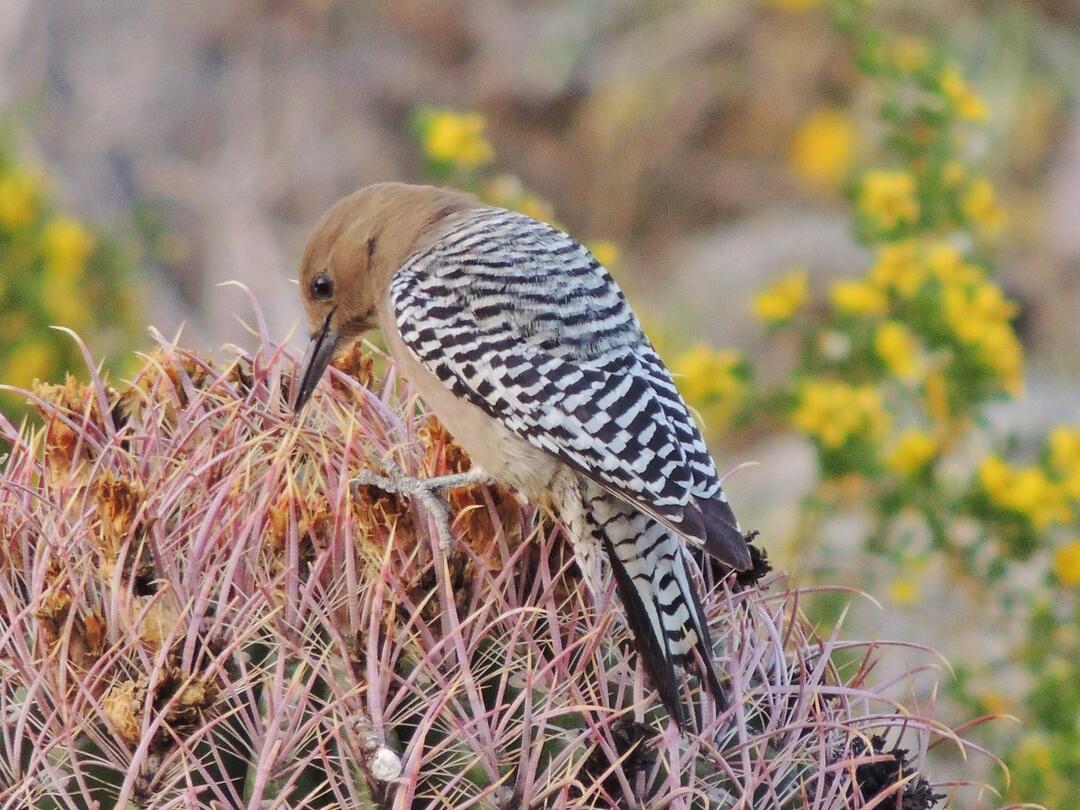 The Big Five Spring Bird Questions Audubon Arizona