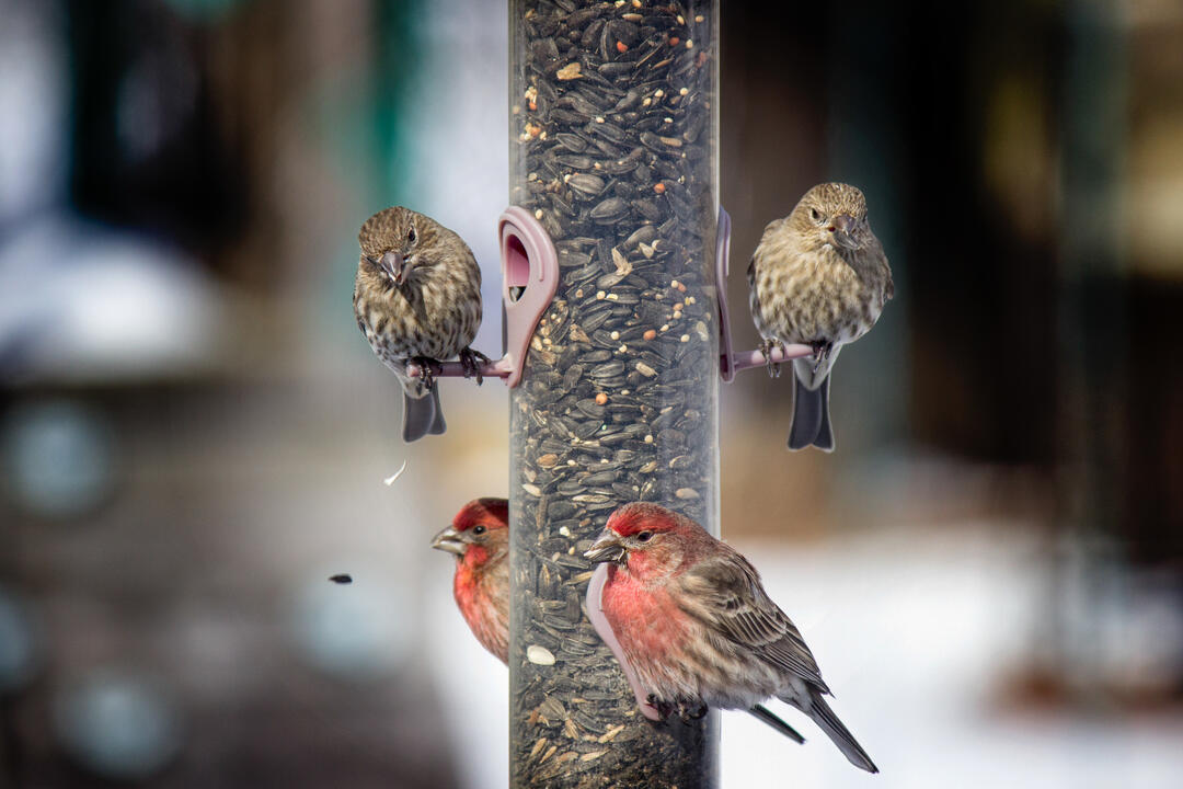 A group of two male and two female House Finches perch with their beaks full on the edges of a sunflower-filled tube feeder.
