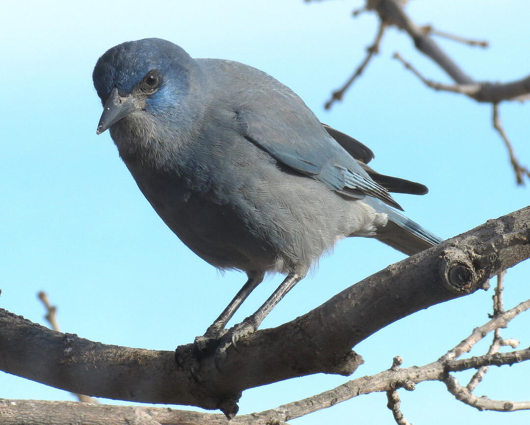 A blue and greay Pinyon Jay perches on a bare branch against a clear blue sky.